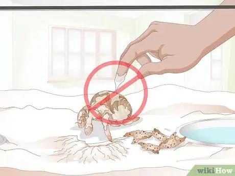 Image titled Care for Molting Hermit Crabs Step 19