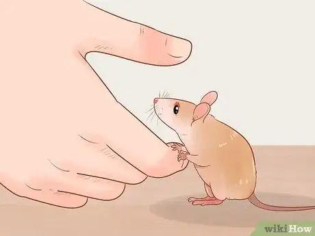 Image titled Avoid Frightening Your Pet Mouse Step 3