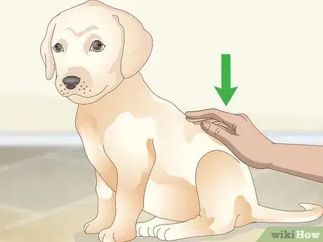 Image titled Get Your Dog to Take Its Medicine Step 9