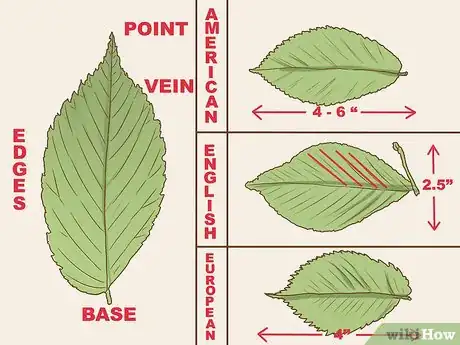 Image titled Identify an Elm Tree Step 1