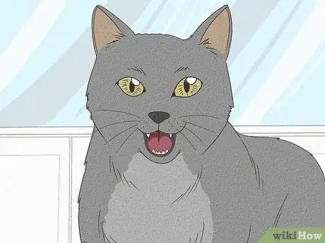 Image titled Tell if a Cat Has a Sore Throat Step 1