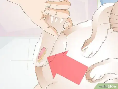 Image titled Diagnose Sore Hocks in Rabbits Step 3