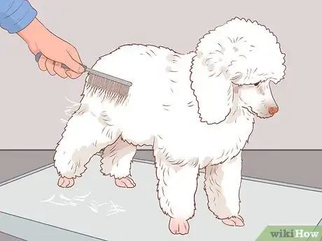 Image titled Full Scissor a Poodle by Hand Step 10