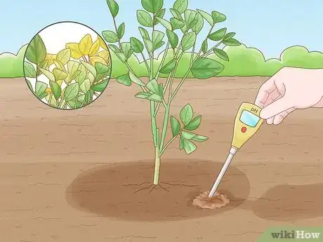 Image titled Grow an Orange Tree Step 18