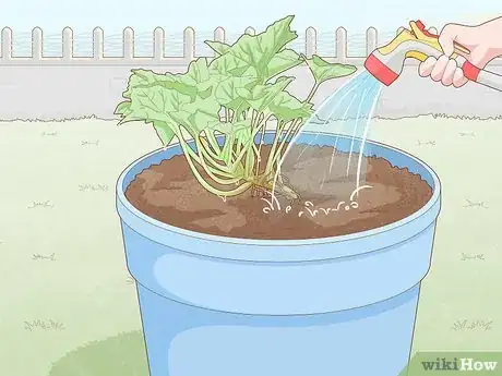 Image titled Grow Zucchini in Pots Step 8