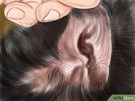 Image titled Check Your Cat's Ears for Possible Problems Step 7