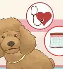 Care for a Poodle