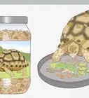 Care for a Leopard Tortoise