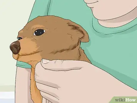 Image titled Identify a Chihuahua Step 14