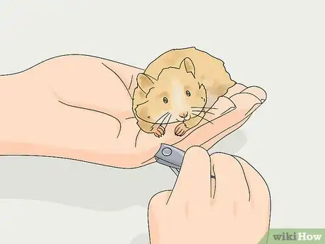 Image titled Groom a Long Haired Hamster Step 10