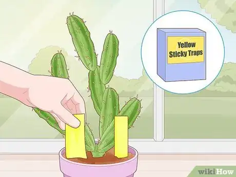 Image titled Get Rid of Cactus Bugs Step 3