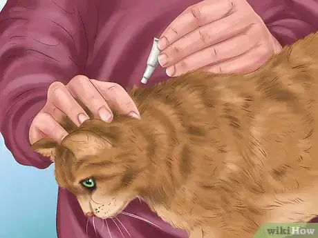 Image titled Kill Fleas and Ticks on Cats Step 12