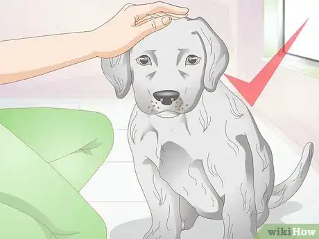 Image titled Brush Your Dog Step 14