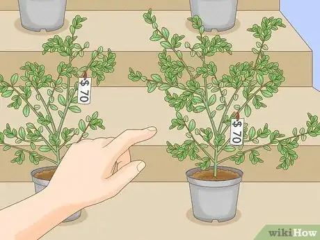 Image titled Grow Finger Limes Step 1