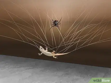 Image titled Identify a Redback Spider Step 6