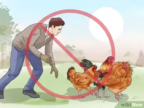 Image titled Protect Yourself from an Attacking Rooster Step 6