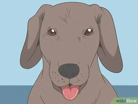 Image titled What Does It Mean when Dogs Ears Are Back Step 8