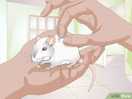 Image titled Know if a Gerbil Is Ill Step 3