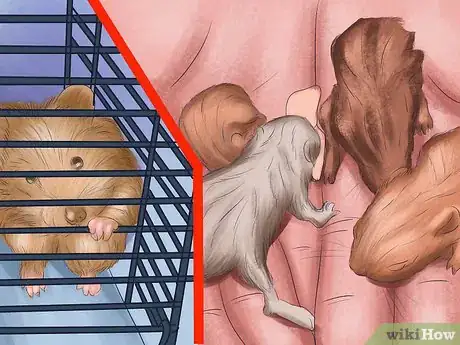 Image titled Take Care of a Hamster That is Giving Birth Step 11