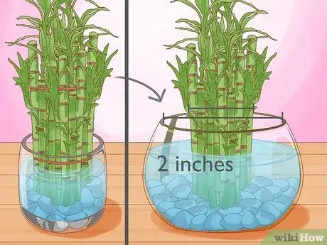 Image titled Take Care of Lucky Bamboo Step 11