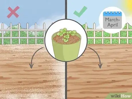 Image titled Grow Strawberries Step 7