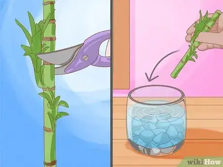 Image titled Take Care of Lucky Bamboo Step 10