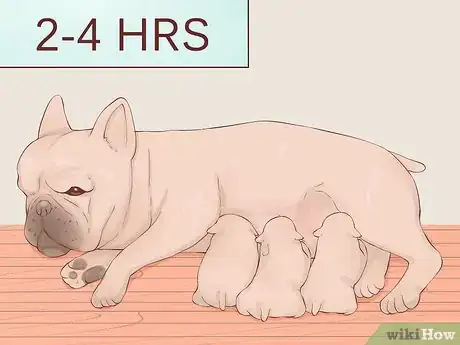 Image titled Be a Responsible Breeder of French Bulldog Puppies Step 13