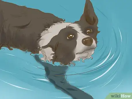 Image titled Exercise a Border Collie Puppy Step 4