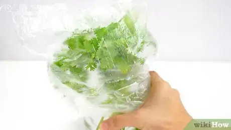 Image titled Keep Cilantro Fresh Step 16