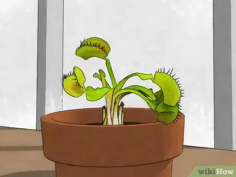 Image titled Choose a Venus Flytrap Step 12