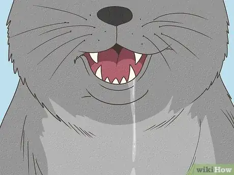 Image titled Tell if a Cat Has a Sore Throat Step 4