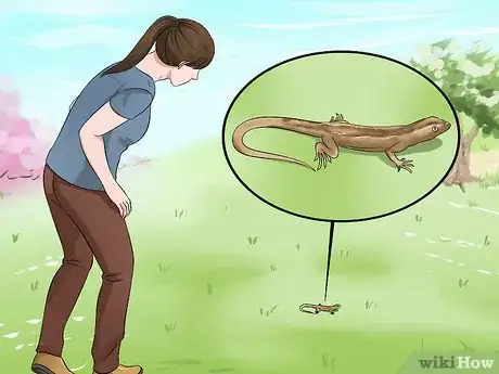 Image titled Catch a Lizard Without Using Your Hands Step 11