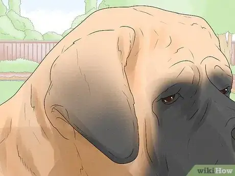 Image titled Identify a Mastiff Step 3