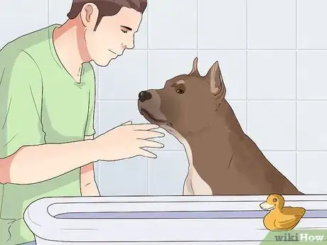 Image titled Bathe Your Pitbull Step 2