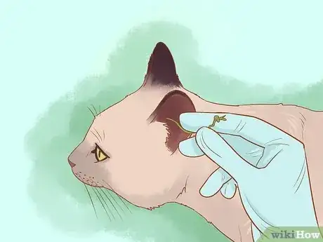 Image titled Diagnose and Treat Ear Infections in Cats Step 12