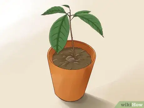 Image titled Grow Avocados Step 9