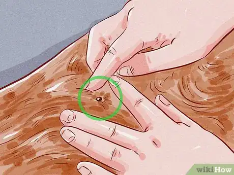 Image titled Tell if Your Dog Has Fleas Step 3