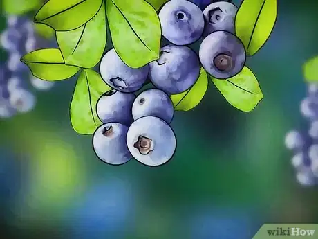 Image titled Prune Blueberries Step 1