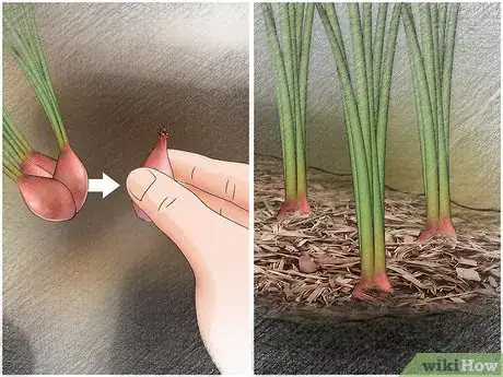 Image titled Plant Shallots Step 16