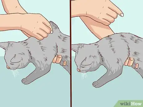 Image titled Check Cats for Dehydration Step 5