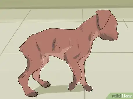 Image titled Tell if Your Dog Has Been Abused in the Past Step 1