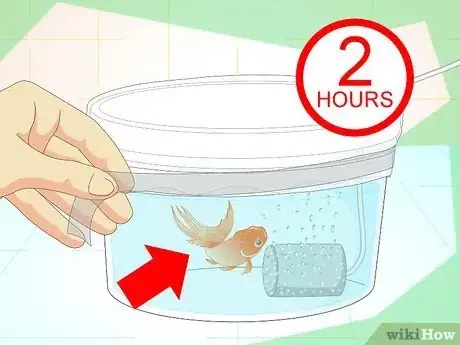 Image titled Revive a Goldfish Step 11