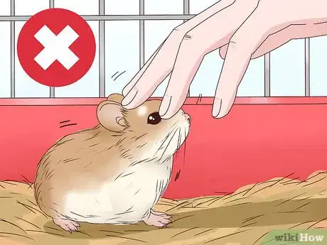 Image titled Tame a Roborovski Hamster Step 6