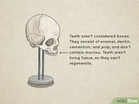 Image titled Understand the Human Skeletal System Step 8