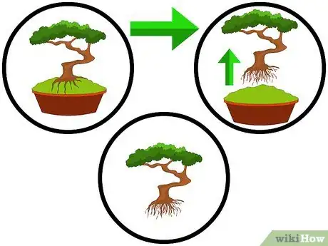 Image titled Repot Bonsai Trees Step 3