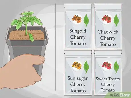 Image titled Grow Cherry Tomatoes Step 1