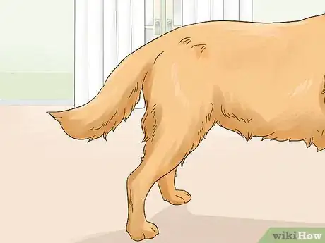 Image titled Identify a Golden Retriever Step 4