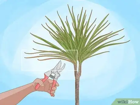 Image titled Grow Dracaena Marginata Step 13