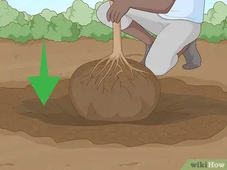 Image titled Replant a Tree Step 10