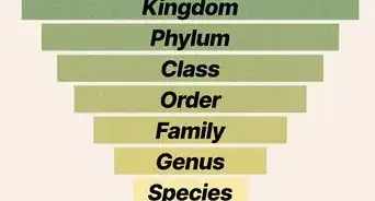 Read a Cladogram